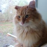 Photo de chat trouvé à Thenon