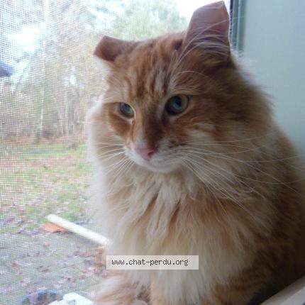 Photo 1/5 Chat trouvé Trouvé à Thenon