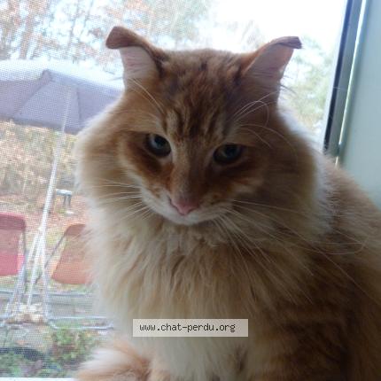 Photo 2/5 Chat trouvé Trouvé à Thenon