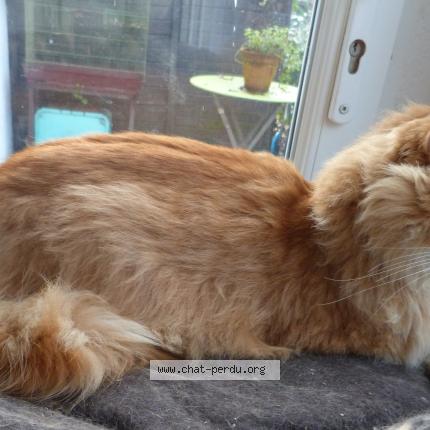 Photo 3/5 Chat trouvé Trouvé à Thenon