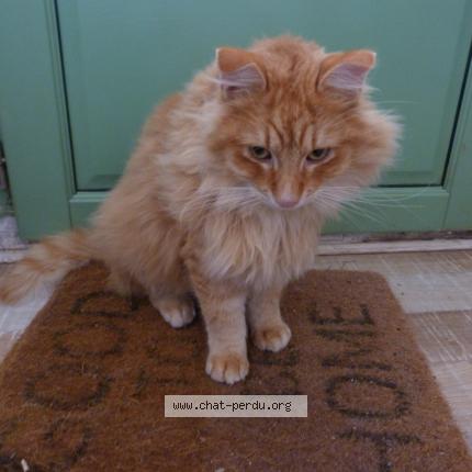 Photo 4/5 Chat trouvé Trouvé à Thenon