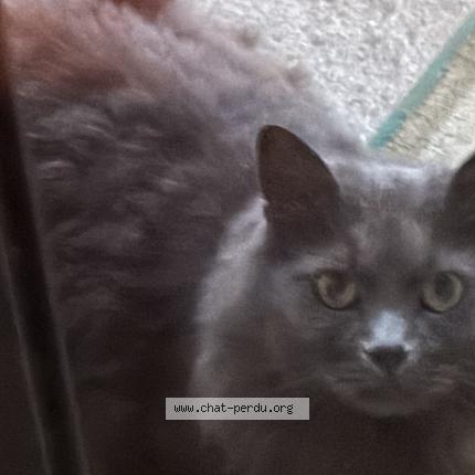 Photo 1/1 Chat trouvé Trouvé à Aubervilliers