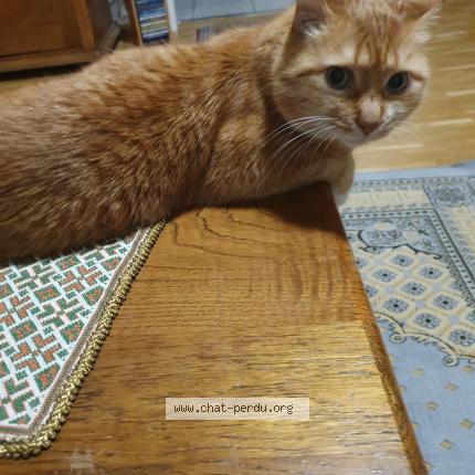 Photo 1/1 Rouky Chat perdu à Geneve