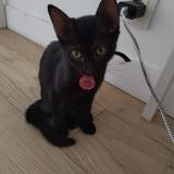 Photo de chat perdu à Simiane Collongue