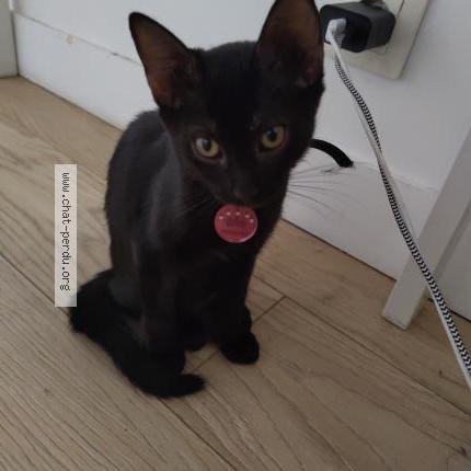 Photo 1/1 Princesse Chat perdu à Simiane collongue