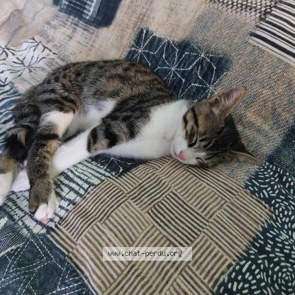 Photo 1/1 Akyo Chat perdu à Ambon