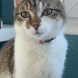 Photo de chat perdu à Boue