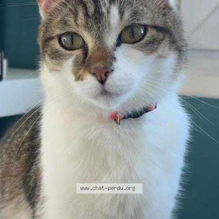 Photo 1/1 Vegas Chat perdu à Boue