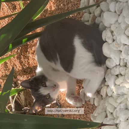 Photo 2/2 Silver Chat perdu à Saint jory