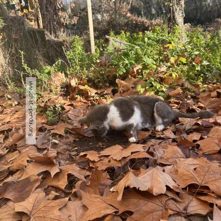 Photo 1/1 Chat trouvé Trouvé à Richelieu