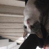 Photo de chat trouvé à Nice