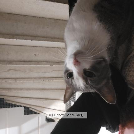 Photo 1/1 Chat trouvé Trouvé à Nice