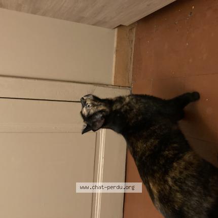 Photo 1/1 Chat retrouvé Trouvé à Laval