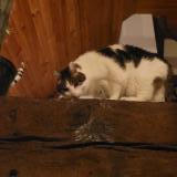 Photo de chat perdu à Chanteloup