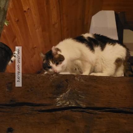 Photo 1/1 Charlie Chat perdu à Chanteloup