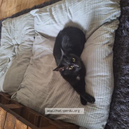 Photo 1/1 Shibo Chat perdu à St laurent de chamousset