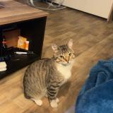 Photo de chat perdu à Noyal Chatillon