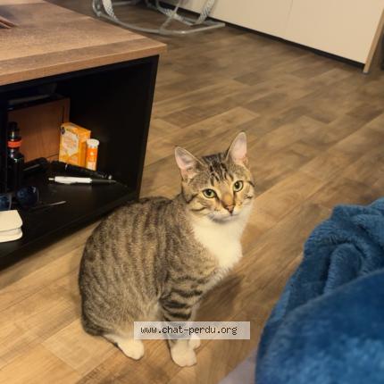 Photo 1/1 Aiko Chat perdu à Noyal chatillon