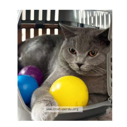 Photo 1/1 Bucur Chat perdu à Vilvoorde