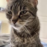 Photo de chat perdu à Saint Georges De Reneins