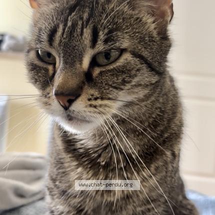 Photo 1/4 myrtille Chat perdu à Saint georges de reneins