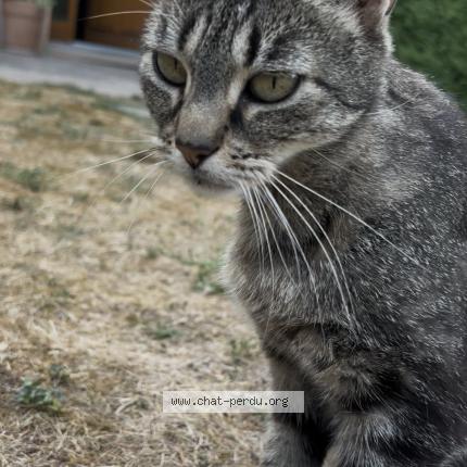 Photo 4/4 myrtille Chat perdu à Saint georges de reneins