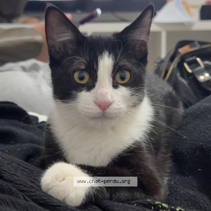 Photo 1/1 Chat retrouvé Perdu à Agde