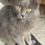 Photo de chat perdu à Wervik