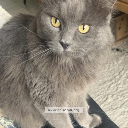 Photo 1/1 Mia Chat perdu à Wervik