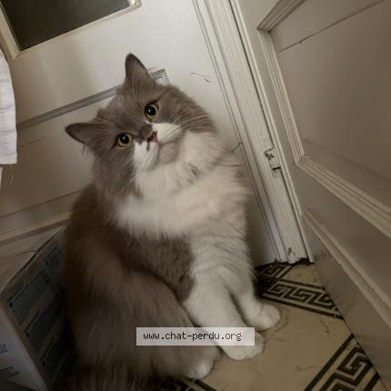 Photo 1/1 Shero Chat perdu à La louviere