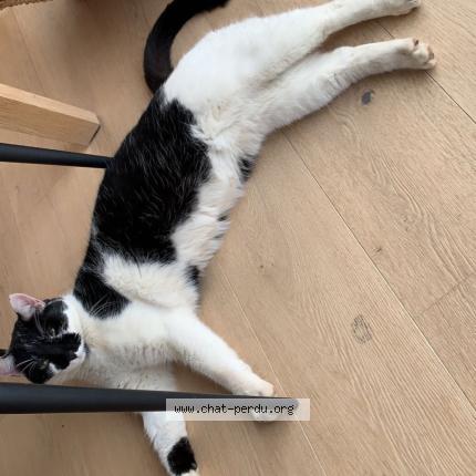 Photo 1/1 Saturne Chat perdu à Bramois