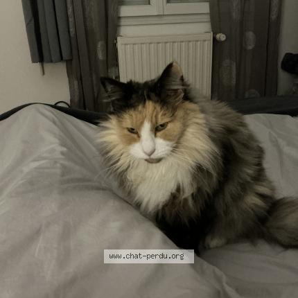 Photo 1/1 Lila lee Chat perdu à Saint vincent de paul