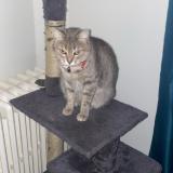 Photo de chat perdu à Tours