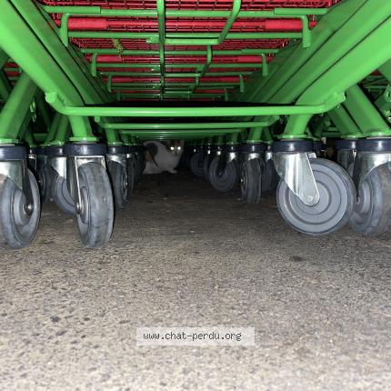 Photo 1/1 Chat trouvé Trouvé à La queue en brie