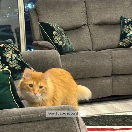 Photo 1/1 Chat retrouvé Trouvé à Mississauga