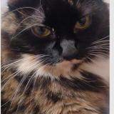 Photo de chat perdu à Spokane