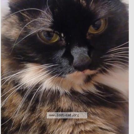 Photo 1/1 Jesse Chat perdu à Spokane