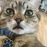 Photo de chat perdu à Haubourdin