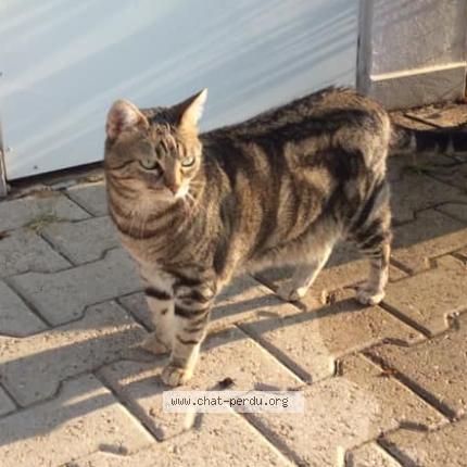Photo 1/1 PRUNELLE Chat perdu à Millery