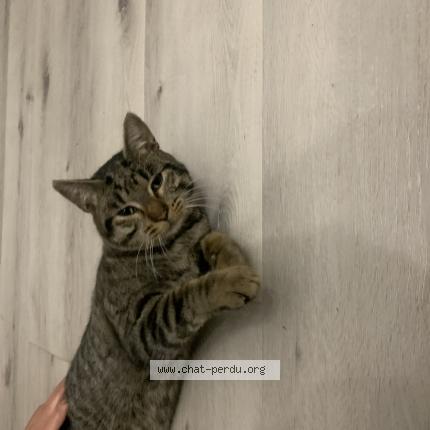 Photo 1/1 Mimi Chat perdu à Benquet