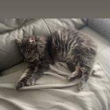 Photo de chat perdu à Benet