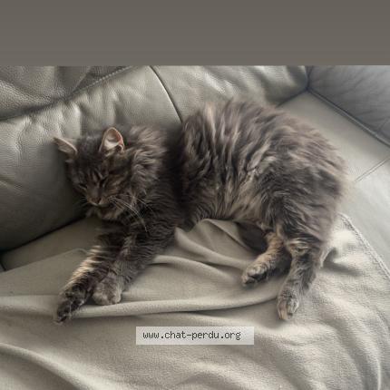 Photo 1/1 Mistigri Chat perdu à Benet