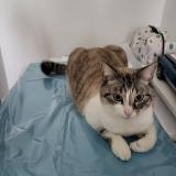 Photo de chat perdu à La Landec