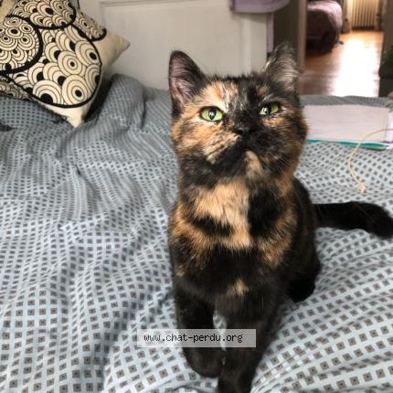 Photo 1/1 Chat trouvé Trouvé à Laval