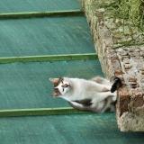 Photo de chat perdu à Braches