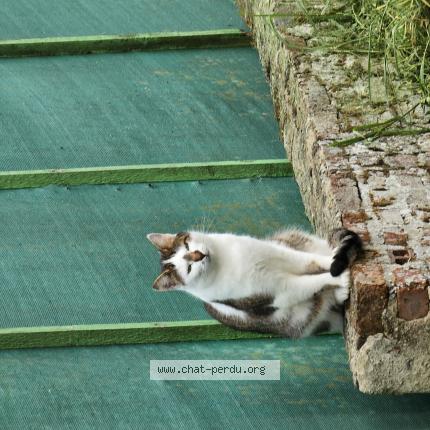 Photo 1/1 Tetsu Chat perdu à Braches