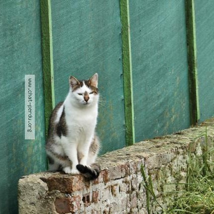 Photo 1/1 Tetsu Chat perdu à Braches