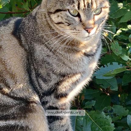 Photo 1/1 Chat retrouvé Perdu à La Ferte Sous Jouarre