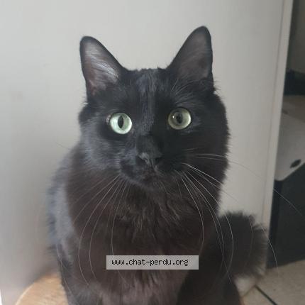 Photo 1/1 Bounty Chat perdu à Nice