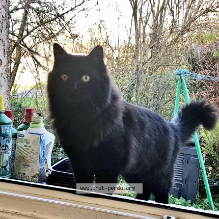 Photo 1/1 Chat retrouvé Trouvé à Betheny 51450